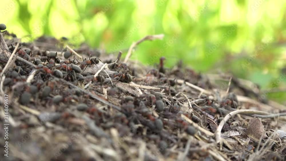 4K video of an ant hill with many swarming ants working around the colony straw nest. Ants crawling and looking for food. Rainforest or nature insect. Close up shot. Macro big blurred bokeh footage 4K video of an ant hill with many swarming ants working around the colony straw nest. Ants crawling and looking for food. Rainforest or nature insect. Close up shot. Macro big blurred bokeh footage