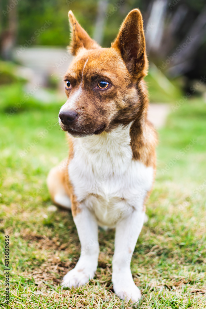 Portrait of a dog Portrait of a dog