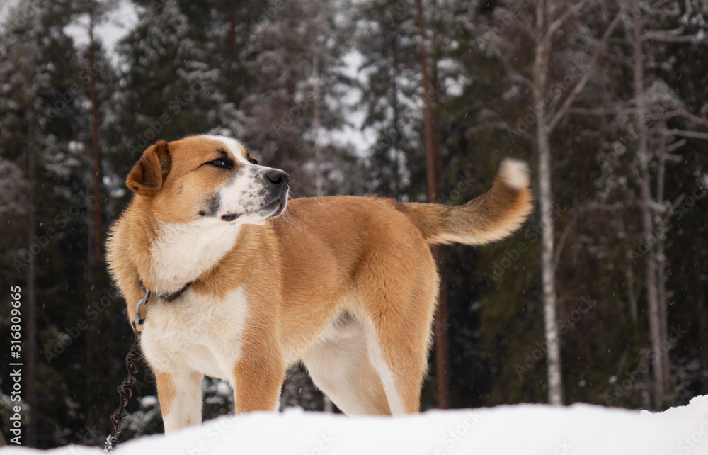Big red dog in the snow on a hill against a forest background