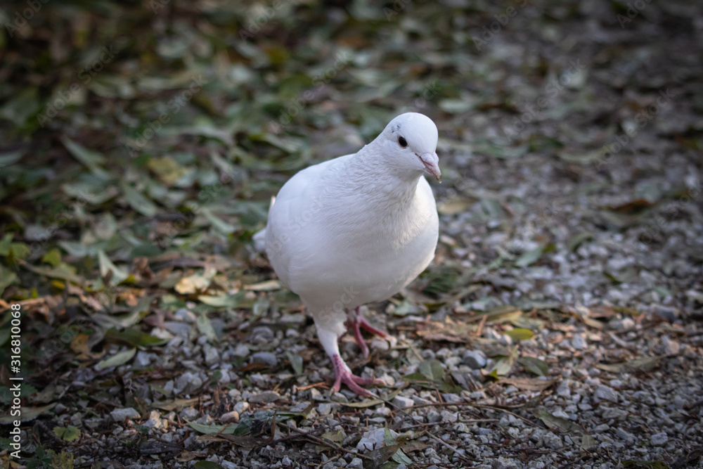 beautiful white pigeon in forest beautiful white pigeon in forest