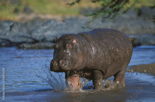 HIPPOPOTAME hippopotamus amphibius