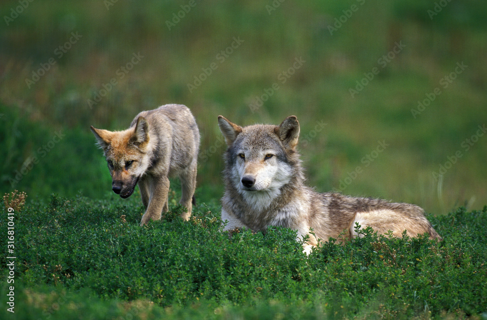 Fototapeta premium LOUP D'EUROPE canis lupus