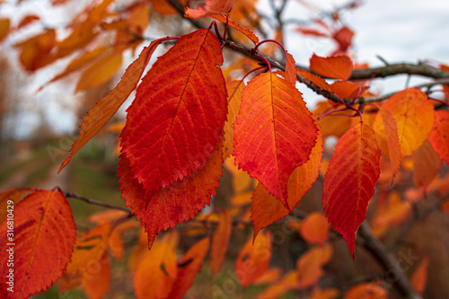 Close-up of beautiful autumn leaves on a branch.