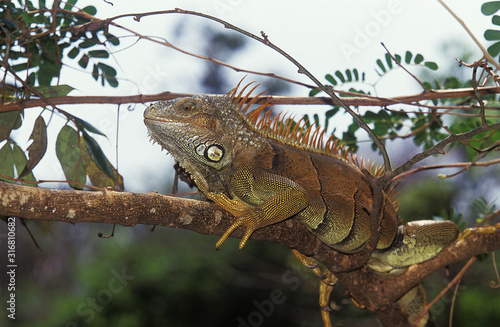 IGUANE VERT iguana iguana