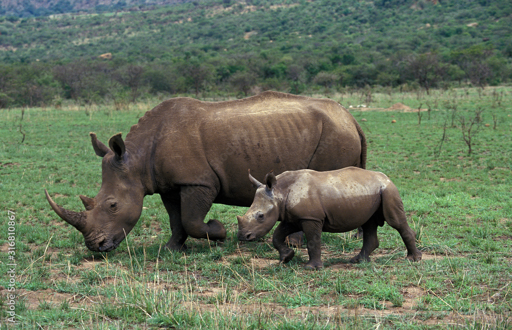 RHINOCEROS BLANC ceratotherium simum RHINOCEROS BLANC ceratotherium simum