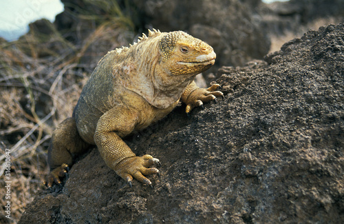 IGUANE TERRESTRE DES GALAPAGOS conolophus subcristatus