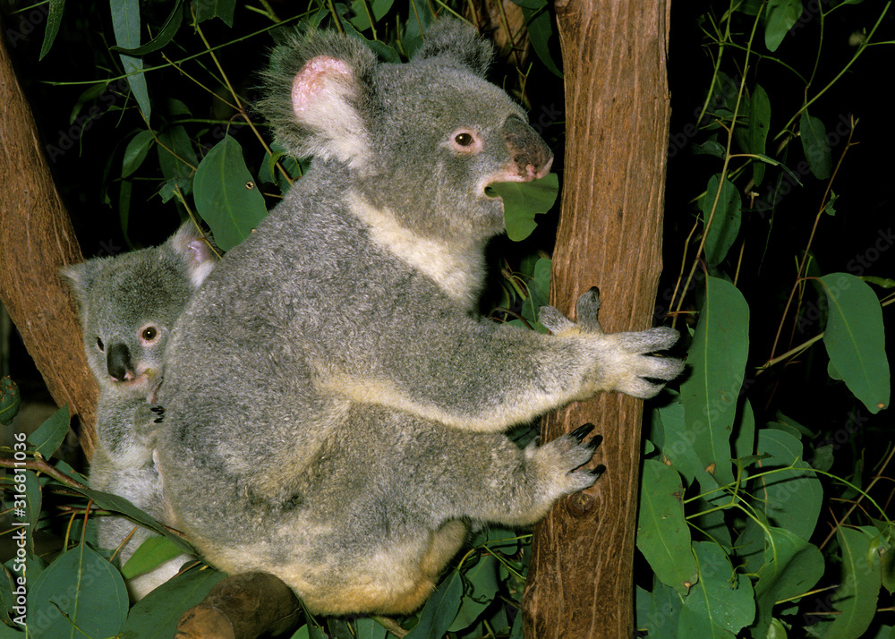 Fototapeta premium KOALA phascolarctos cinereus