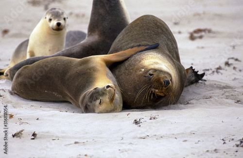 LION DE MER AUSTRALIEN neophoca cinerea