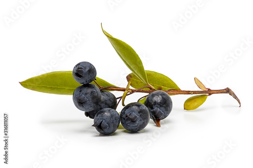 myrtle berries and branch isolated on white photo