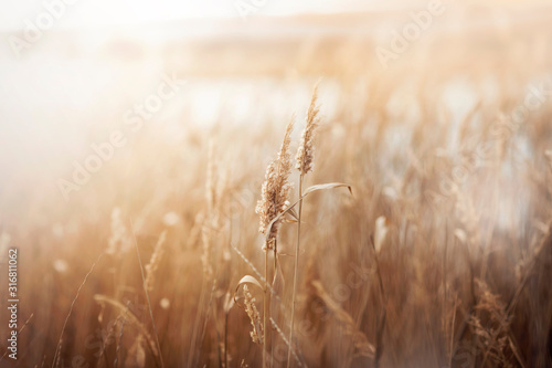 Dry grass and reeds in the landscape, beautiful natural yellow background, sun