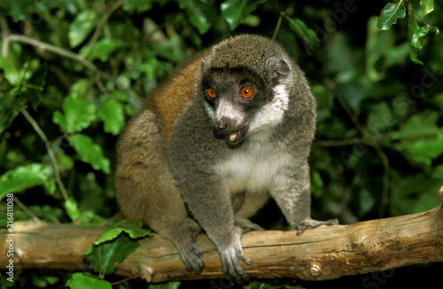 LEMUR MONGOZ lemur mongoz photo
