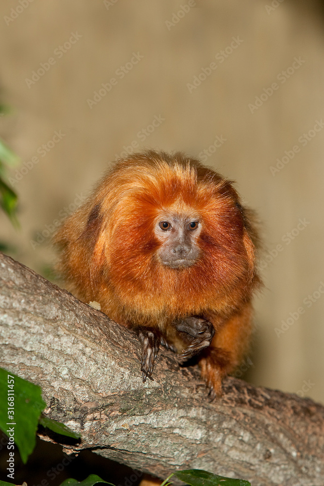 Obraz premium TAMARIN LION leontideus rosalia
