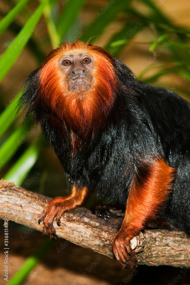 TAMARIN LION A TETE DOREE leontopithecus chrysomelas TAMARIN LION A TETE DOREE leontopithecus chrysomelas