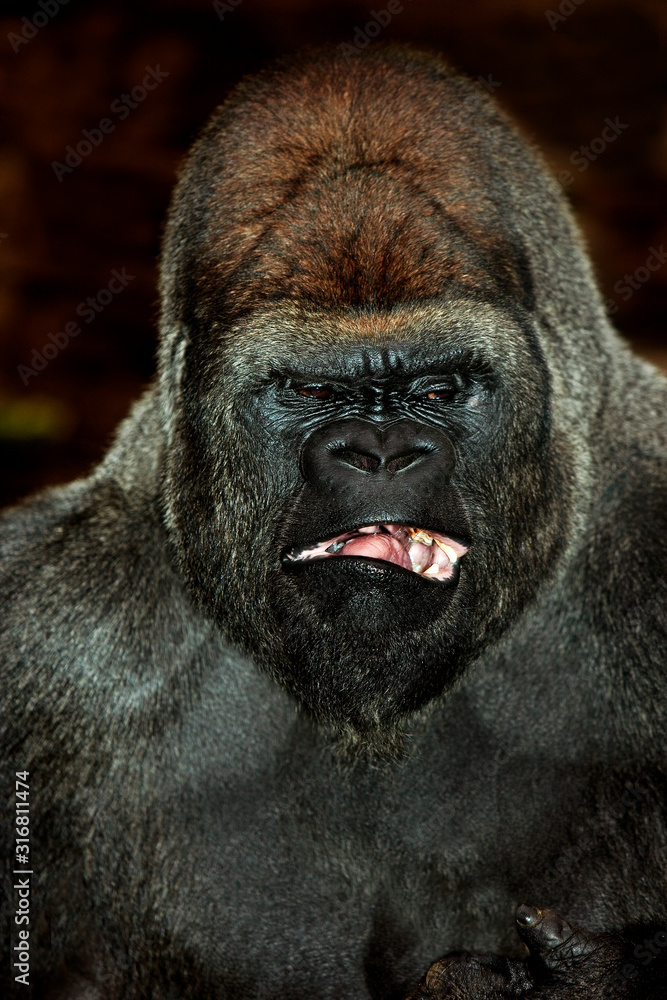 Obraz premium GORILLE DE PLAINE gorilla gorilla graueri