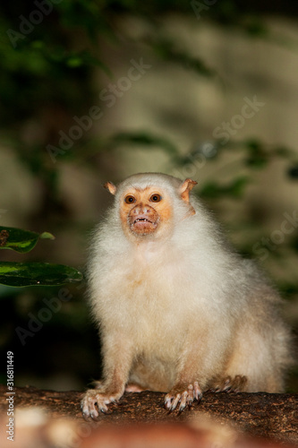 OUISTITI ARGENTE mico argentatus © slowmotiongli