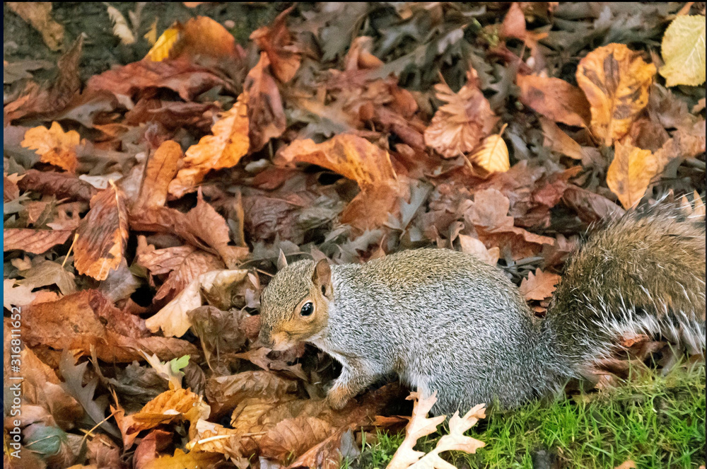 squirrel standing still squirrel standing still