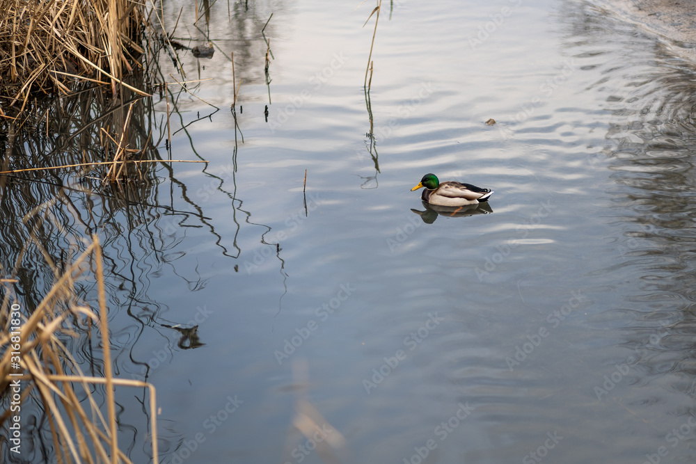 Beautiful wild lonely duck swimming in water of cold winter small river outside. Horizontal color photography.