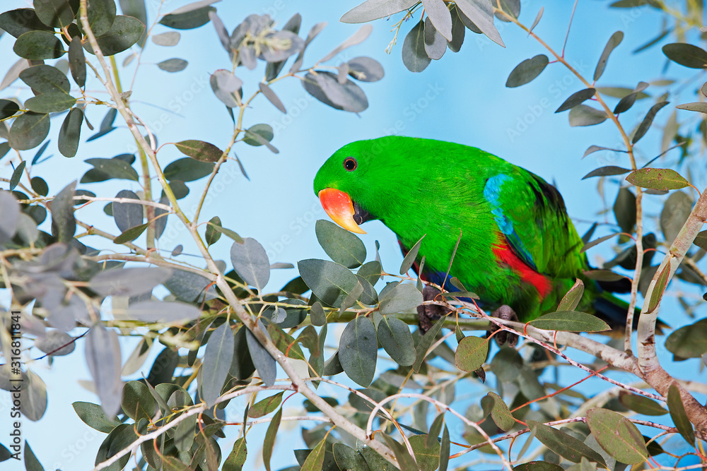 Obraz premium ECLECTUS eclectus roratus