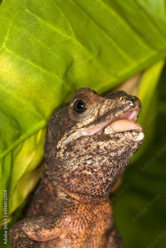 Obraz premium BASILIC BRUN basiliscus vittatus