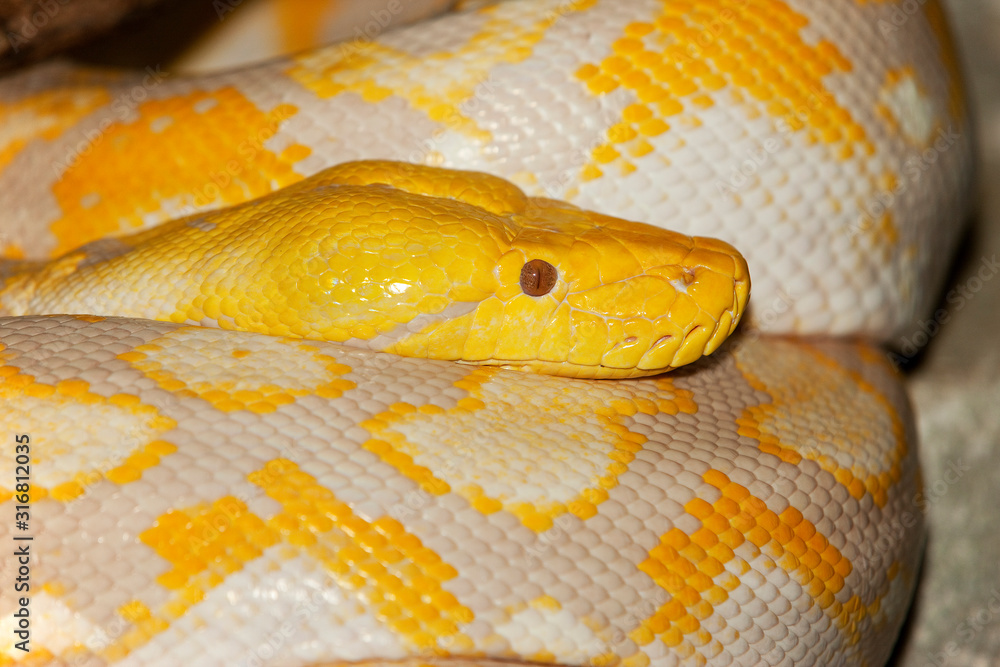 PYTHON RETICULE python reticulatus PYTHON RETICULE python reticulatus