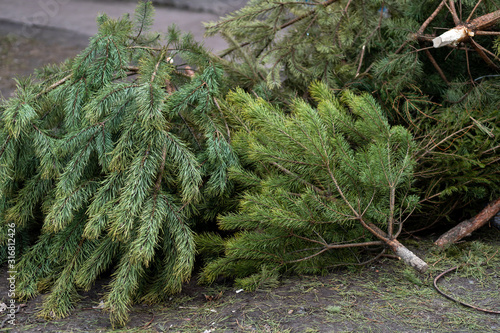 Closeup view of many discarded old Christmas trees thrown away after winter holidays celebrations. Horizontal color photography.