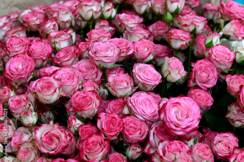 Close up view of bunch of rose buds just opening into tight flowers