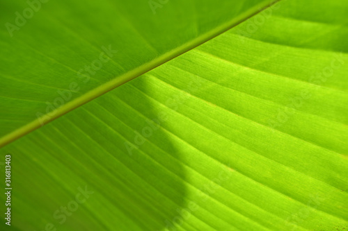 Greenish banana leaf. Soft blurred photo for backgrounds and templates use.
