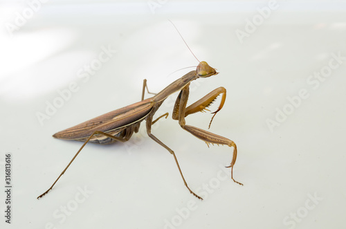 Brown mantis isolated on white background.