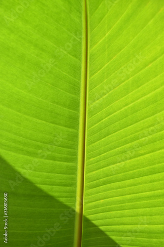 Greenish banana leaf. Soft blurred photo for backgrounds and templates use.