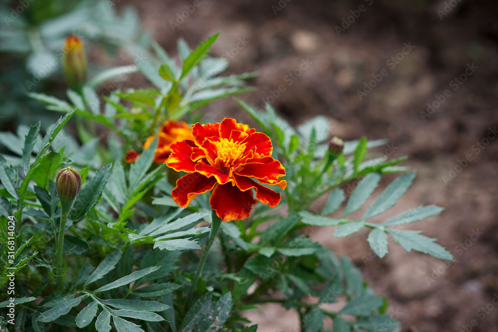 Red marigolds flowers on a green background, floral background (Tagetes erecta, Mexican marigold, Aztec marigold, African marigold). Selective focus. Close up. Red marigolds flowers on a green background, floral background (Tagetes erecta, Mexican marigold, Aztec marigold, African marigold). Selective focus. Close up.