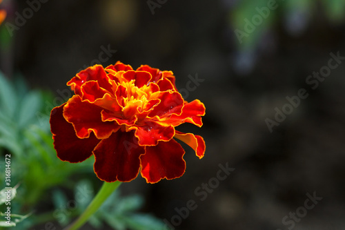 Red marigolds flowers on a green background, floral background. Close up.