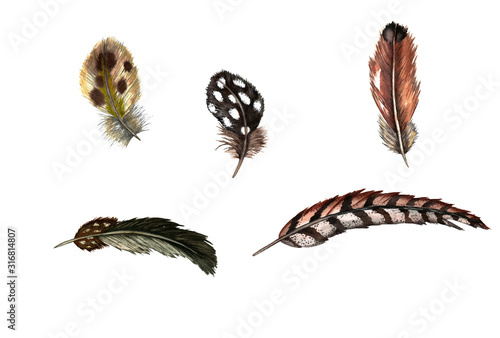 Set of of realistic domestic and wild birds’ feathers. Guinea fowl, quail, pheasant, partridge, duck. Watercolor hand painted isolated elements on white background.