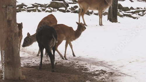 Antelope Nile Lechwe group (latin name Kobus Megaceros) are walking on the snow. Animal similar to gazelle are living naturally in Sudan or Ethiopia. Female has brown color, male is dark brown.  photo