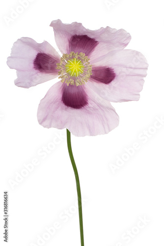 poppy flower isolated