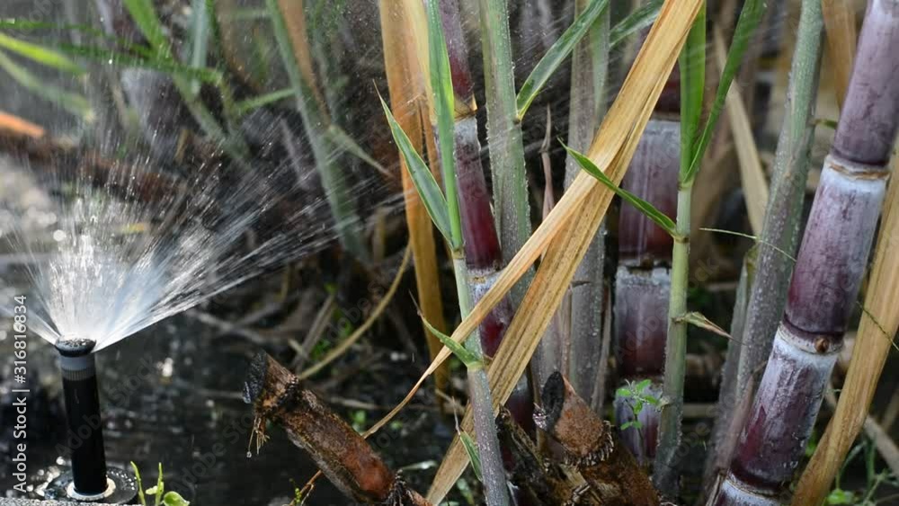Video „Water system in sugarcane plantations,Take water in sugarcane