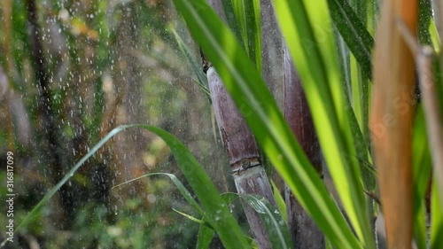 Water system in sugarcane plantations,Take water in sugarcane field after harvest,Watering springer, The movement of water springer in the farm of sugarcane.Overhead irrigation with sugar cane fields.