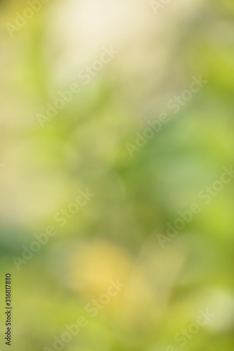Greenish bokeh photography of leaves with beautiful colors.