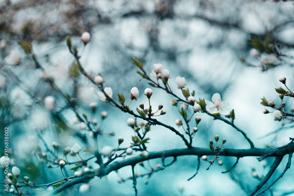 Blossom tree over nature background. Spring flowers. Blossom tree over nature background. Spring flowers.