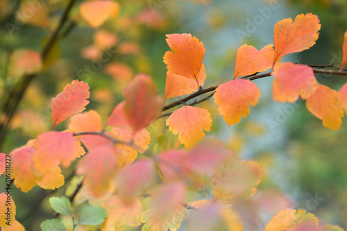  Fall background.Autumn leaves on the sun and blurred trees .
