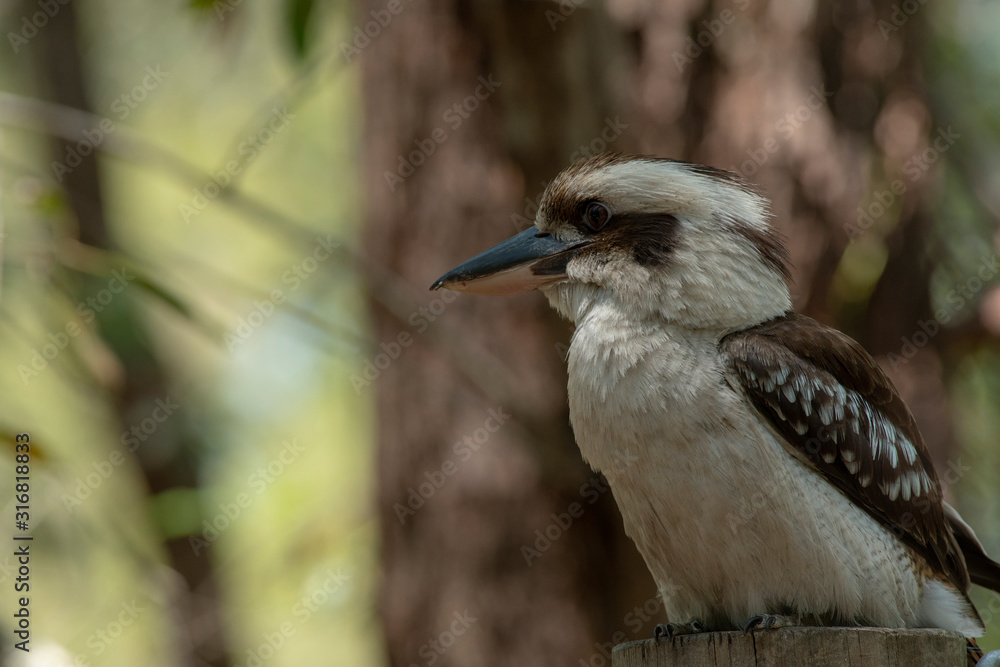 Fototapeta premium Australijski ptak Kookaburra Kingfisher na zewnątrz w słoneczny piękny dzień, Fraser Island, Queensland.