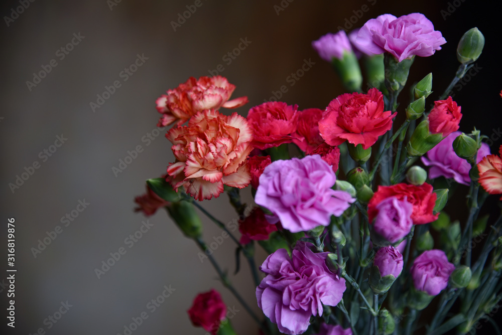 Various Colorful Carnations Bunched Together Against Soft Background (Red, Purple, Pink, Orange) Various Colorful Carnations Bunched Together Against Soft Background (Red, Purple, Pink, Orange)