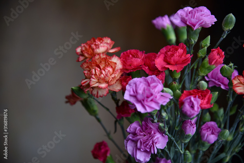 Various Colorful Carnations Bunched Together Against Soft Background  Red  Purple  Pink  Orange 