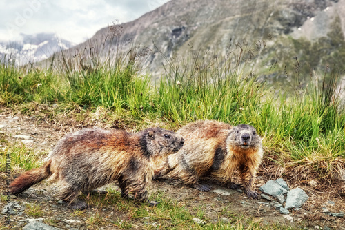 Two Alpine Marmots  Marmota marmota  near Kaiser-Franz-Josefs-H  he  Grossglockner  Austria