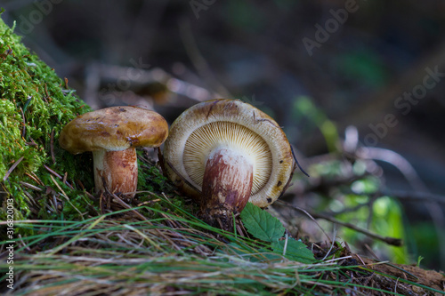 Mushrooms - Paxillus involutus (Paxillaceae)