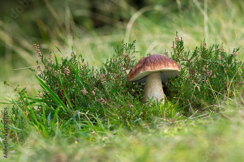 Edible Bolete Mushrooms in autumn forest. Boletus edulis.