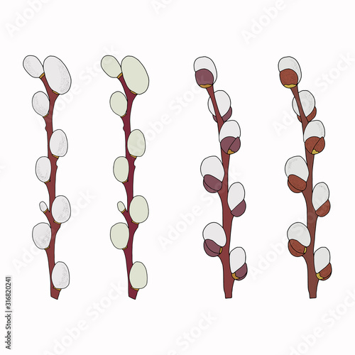 Vector bouquet with contoured willow branches isolated on a white background. A branch with a blooming willow pussy in a contoured style for spring design and Easter coloring. Vector