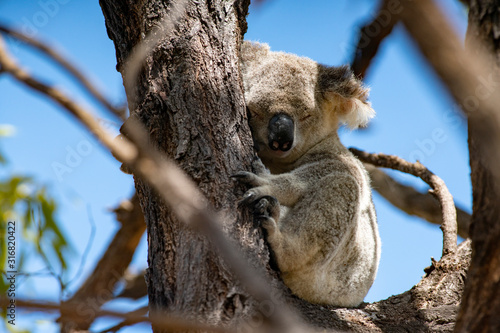 Photography Wild Koala in the Eucalyptus Canopy Foliage in Magnetic Island Queensland, Australia