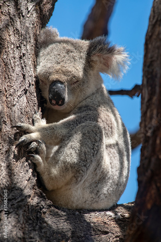 Wild Koala in the Eucalyptus Canopy Foliage in Magnetic Island Queensland, Australia.