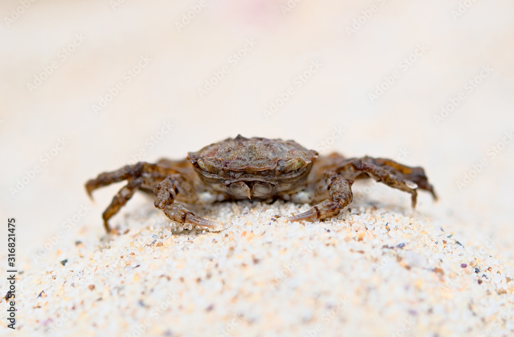 crab