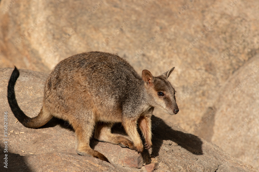 Adorable Rock Wallaby in the setting sun on Geoffrey Bay Magnetic Island, Queensland Australia. Adorable Rock Wallaby in the setting sun on Geoffrey Bay Magnetic Island, Queensland Australia.